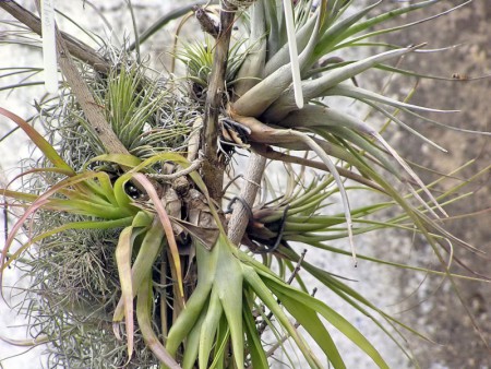 Tillandsia